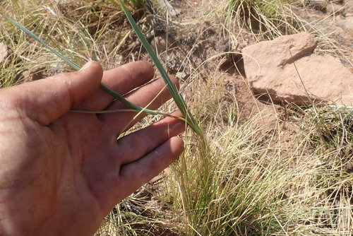 Image of Senecio scitus by no rights reserved