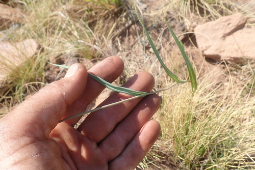 Image of Senecio scitus by no rights reserved