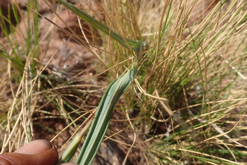 Image of Senecio scitus by no rights reserved