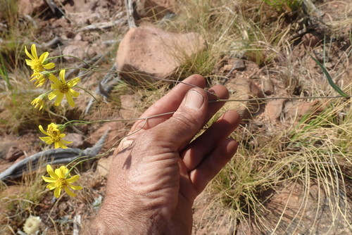 Image of Senecio scitus by no rights reserved