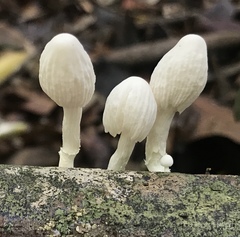Marasmiellus cubensis