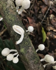 Marasmiellus cubensis