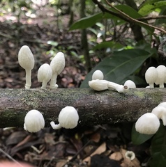 Marasmiellus cubensis