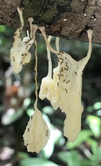 Marasmiellus cubensis
