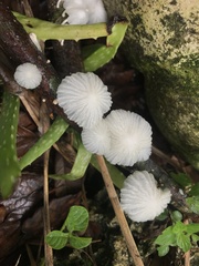 Marasmiellus cubensis