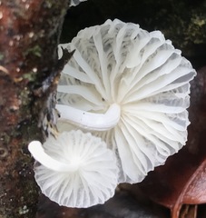 Marasmiellus cubensis