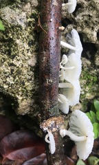 Marasmiellus cubensis