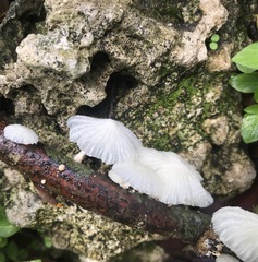 Marasmiellus cubensis