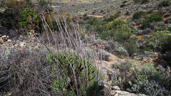 Tylecodon cacalioides