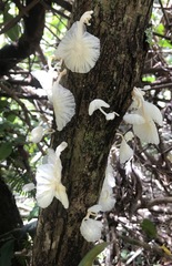 Marasmiellus cubensis