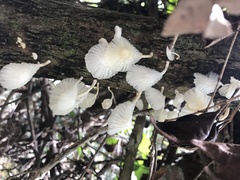 Marasmiellus cubensis