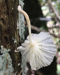 Marasmiellus cubensis
