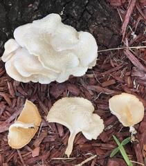 Lentinus squarrosulus