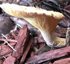 Lentinus squarrosulus