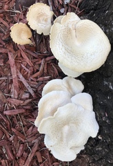 Lentinus squarrosulus