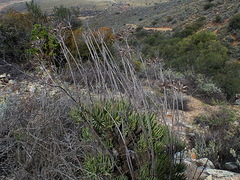 Tylecodon cacalioides