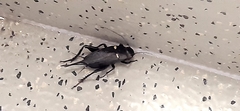 Gryllus bimaculatus
