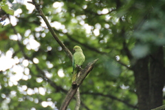 Psittacula krameri