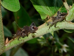 Acanthocoris scabrator