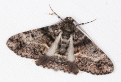 Gastrinodes argoplaca