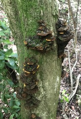 Phylloporia