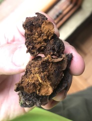 Phylloporia
