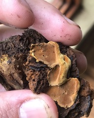 Phylloporia