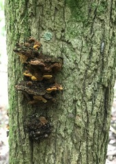 Phylloporia