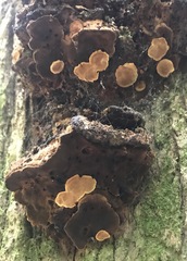 Phylloporia