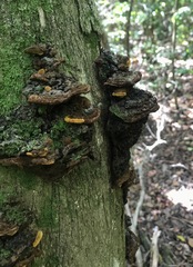Phylloporia