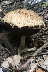 Boletellus ananas image