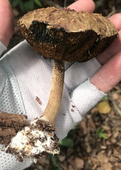 Boletellus ananas image