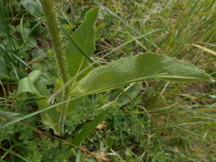Hypochaeris uniflora