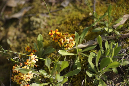 Dillwynia cinerascens, photograph 2
