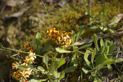 Dillwynia cinerascens, photograph Rod Lowther, CC BY, iNaturalist via GBIF