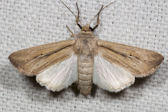 Leucania phragmitidicola