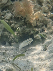 Amblygobius stethophthalmus