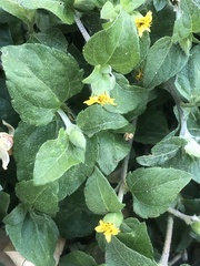 Calyptocarpus vialis