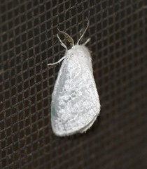 Euzora collucens
