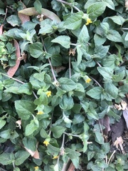 Calyptocarpus vialis