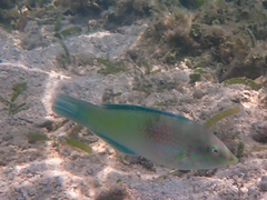 Halichoeres chloropterus