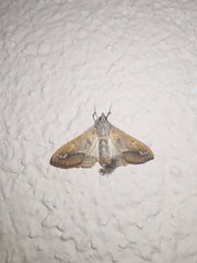 Diaphania fumosalis