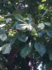 Aesculus hippocastanum