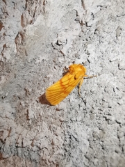Eulithosia miaiphona