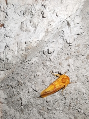 Eulithosia miaiphona