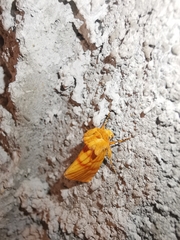 Eulithosia miaiphona