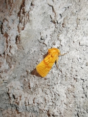 Eulithosia miaiphona