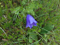 Campanula rotundifolia