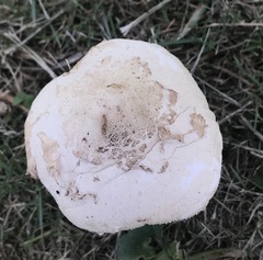 Chlorophyllum molybdites image