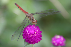Sympetrum
